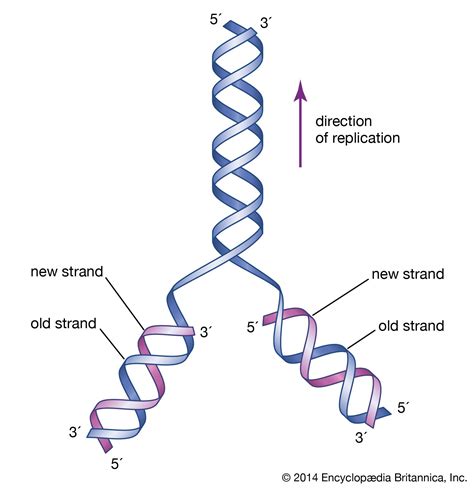 dna replication drawing simple.